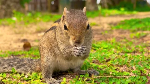 Grey Squirrel eating a nut in the jungles, Sri-Lanka Stock Footage 238832983