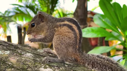 Grey Squirrel eating a nut in the jungles, Sri-Lanka Stock Footage 238833259