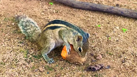 Grey Squirrel eating a nut in the jungles, Sri-Lanka Stock Footage 238833605
