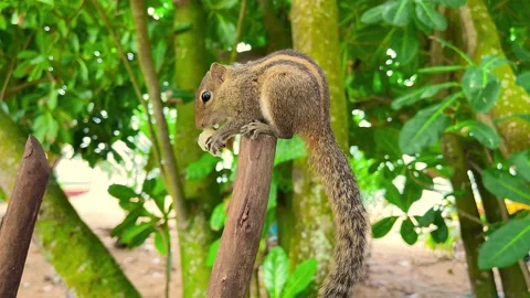 Grey Squirrel eating a nut in the jungles, Sri-Lanka Stock Footage 238833665