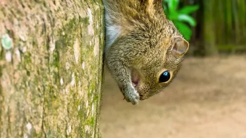 Grey Squirrel eating a nut in the jungles, Sri-Lanka Stock Footage 238833887