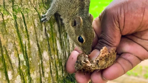Grey Squirrel eating a nut in the jungles, Sri-Lanka Stock Footage 238835594