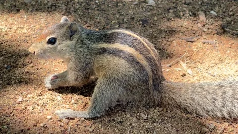 Grey Squirrel eating a nut in the jungles, Sri-Lanka Stock Footage 240402107