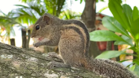 Grey Squirrel eating a nut in the jungles, Sri-Lanka Stock Footage 240495189