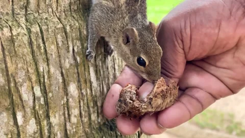 Grey Squirrel eating a nut in the jungles, Sri-Lanka Stock Footage 240609354