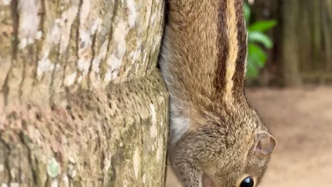 Grey Squirrel eating a nut in the jungles, Sri-Lanka Stock Footage 240610595