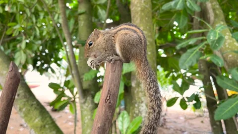 Grey Squirrel eating a nut in the jungles, Sri-Lanka Stock Footage 240749366