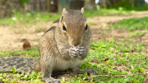 Grey Squirrel eating a nut in the jungles, Sri-Lanka Stock Footage 240749431