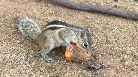 Grey Squirrel eating a nut in the jungles, Sri-Lanka Stock Footage 240749675