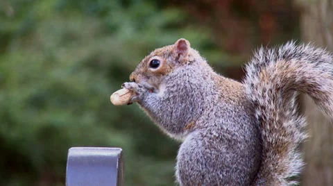 A grey squirrel eating nuts in a rural British park in Spring. Full HD 1080p Stock Footage 36617613