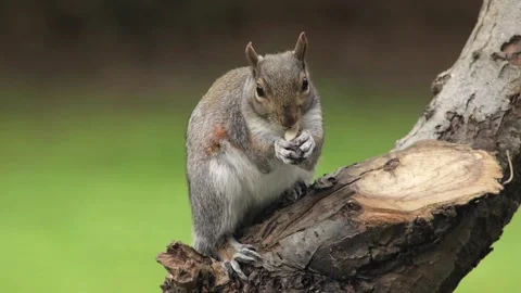 Grey Squirrel Eating A Peanut Perched On Tree Branch In Garden Slow Motion Stock Footage 327392295