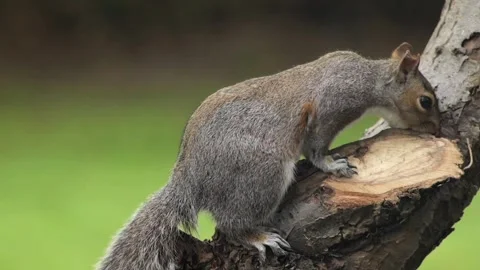 Grey Squirrel Eating A Peanut Perched On Tree Branch In Garden Slow Motion Stock Footage 327394024
