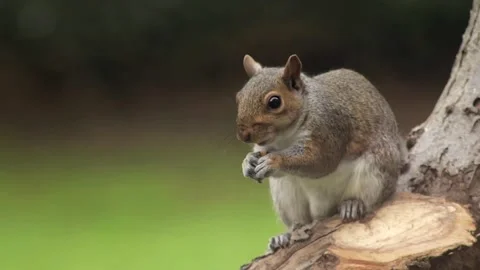 Grey Squirrel Eating A Peanut Sat On Tree Branch In Garden Close Up Slow Motion Stock Footage 327393251