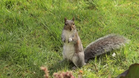 Grey Squirrel Eating A Peanut Standing Up In Grass Garden Slow Motion Daytime Stock Footage 327392864