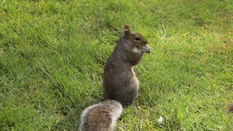 Grey Squirrel Eating A Peanut Standing Up Slowly Turning Around In Grass Garden Stock Footage 327393590