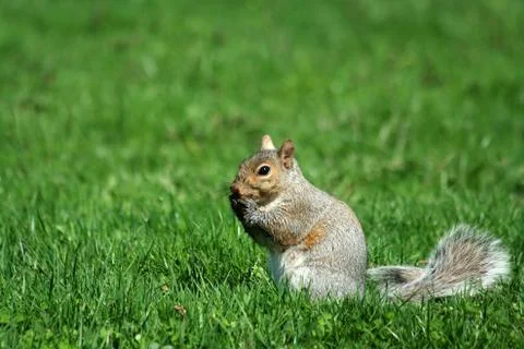 A grey squirrel eating Stock Photos