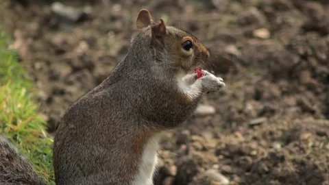 Grey Squirrel Eating A Red Grape Close Up In Grass Garden By Flowerbed Then Stock Footage 327392440