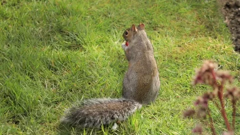 Grey Squirrel Eating A Red Grape In Grass Garden Slow Motion Daytime Sunny Stock Footage 327392790