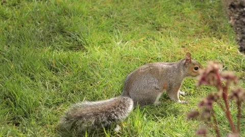 Grey Squirrel Eating A Red Grape Turning Towards Camera In Grass Garden Slow Stock Footage 327393900