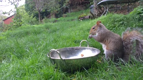 A Grey Squirrel Eating from a Silver Dog Food Bowl Stock Footage 320546358