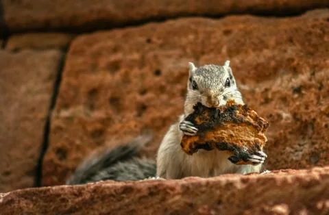 Grey squirrel eating toast Stock Photos