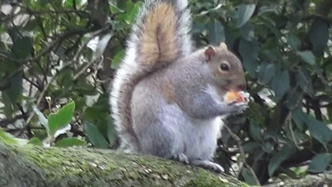 A grey squirrel eating on a tree in Hyde Park in London Video stock 89566737