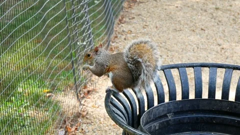 Grey squirrel eating on trush box Stock Footage 82376073