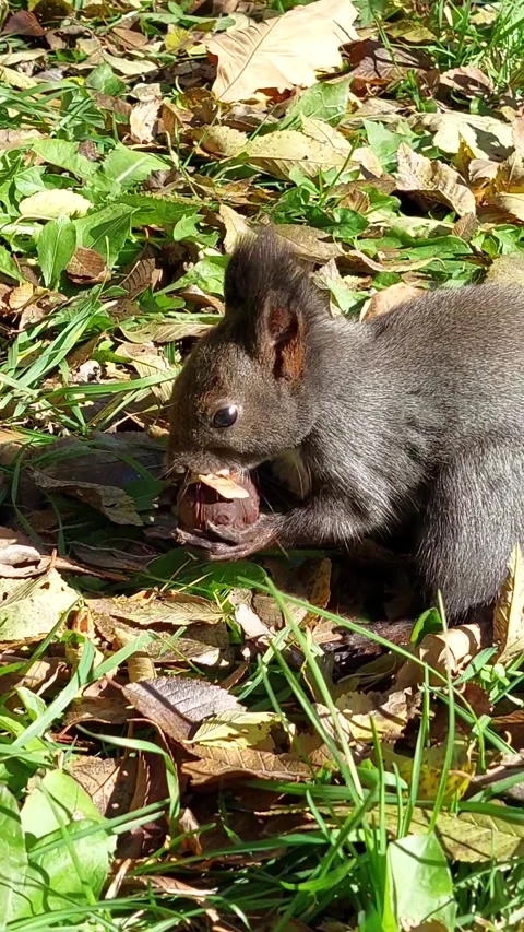Grey squirrel eating walnut on grass and yellow leaves in park 動画素材 264718458
