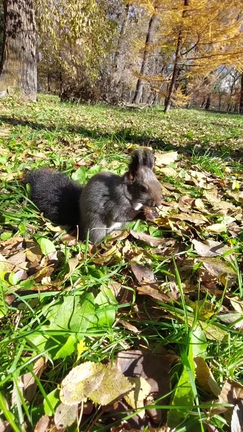 Grey squirrel eating walnut on grass and yellow leaves in park Stock Footage 264718726