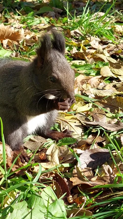 Grey squirrel eating walnut on grass and yellow leaves in park Stock-Footage 264718840