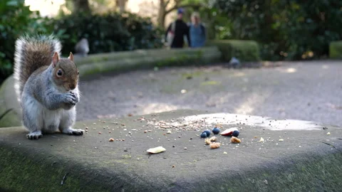 Grey squirrel eating walnut in the park Stock Footage 168762272