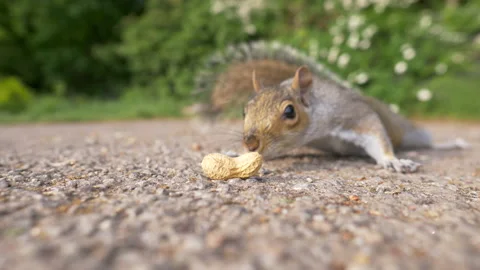 Grey Squirrel Eats Monkey Nut Running in Snatching Grab Run Out Stock Footage 220307811