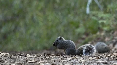 A grey squirrel eats nuts in the woods Stock Photos