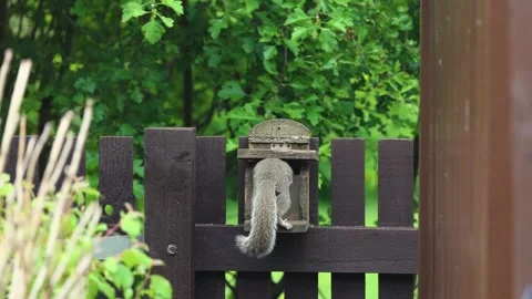 Grey squirrel eats peanut on feeder is disturbed and leaps into branches Stock Footage 310638573