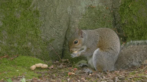 A grey squirrel eats shelled nuts on the forest floor - close up 1. 4K tripod Stock Footage 198087193