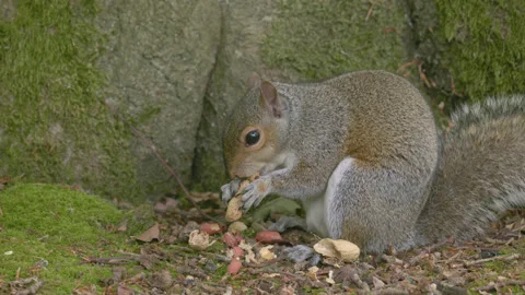 A grey squirrel eats shelled nuts on the forest floor - close up 3. 4K tripod Stock Footage 198096947