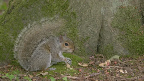 A grey squirrel eats shelled nuts on the forest floor - close up 4. 4K tripod Stock Footage 198101004