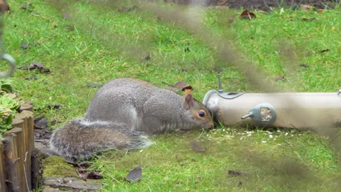 Grey squirrel eats sunflower hearts Stock-Footage 142025502
