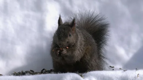 Grey squirrel eats sunflower seeds against white copy space background Stock Footage 332439518