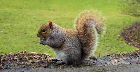 Grey squirrel in Edinburgh eating Stock Photos