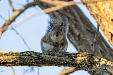 A grey squirrel facing the camera on a mossy branch Stock Photos