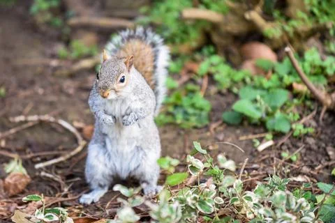 Grey squirrel facing towards camera by a tree in a park Stock Photos