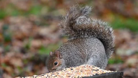Grey squirrel feasting on bird seed Stock Footage 301791107
