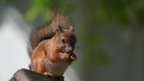 Grey Squirrel on the feeder Stock Footage 154887019
