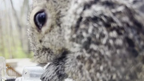 Grey Squirrel Feeding Close Up Stock Footage