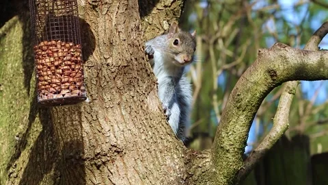 Grey Squirrel Feeding on Nuts in Breezy Winter Sunshine, Scotland Stock Footage 330076705