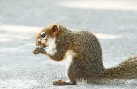 Grey squirrel feeding Stock Photos