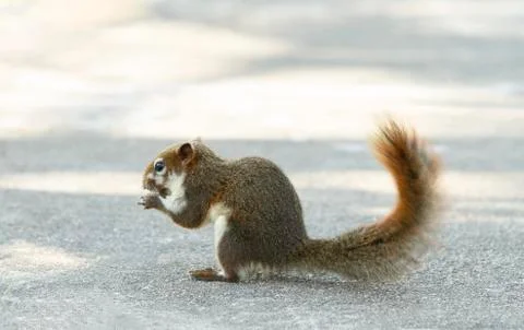 Grey squirrel feeding Stock Photos