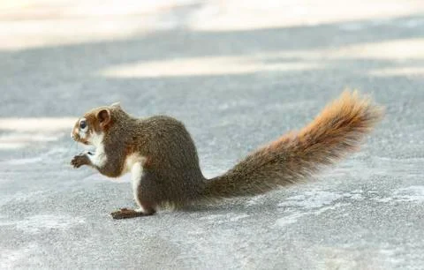 Grey squirrel feeding Stock Photos