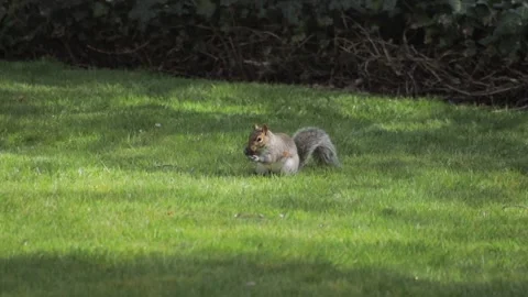 Grey Squirrel Finding And Eating A Conker In Wet Grass In Slow Motion Daytime Stock Footage 302868302